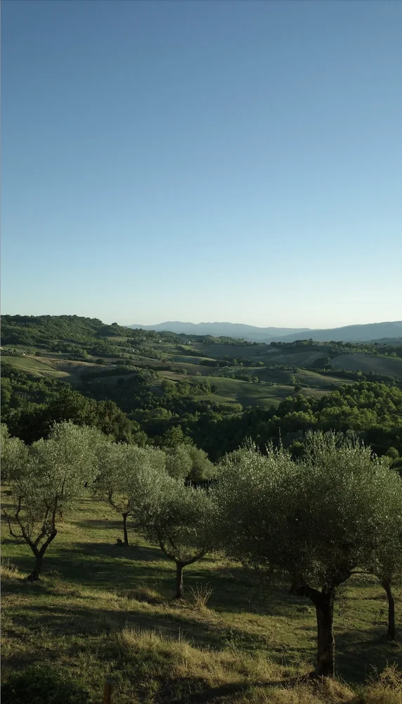 Olive trees and rolling hills under a clear blue sky